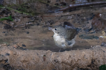 Siberian blue robin or Larvivora cyane seen in Karimganj, Assam, India