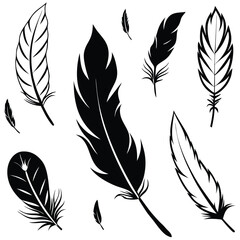 Obraz premium elegant feather collection
