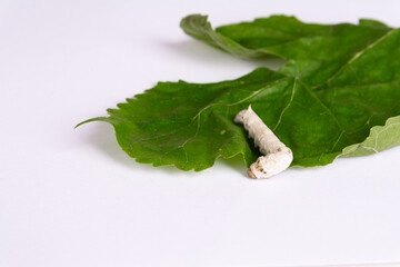 Close-up image of a white silkworm feeding on a fresh green mulberry leaf, isolated on a clean white background