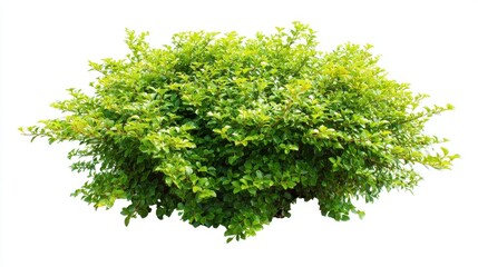 Fototapeta premium Green bush isolated on white background