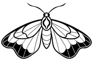 Opal Moth Line Drawing Illustration