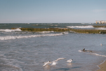 seagull stands on the shore. The sky is clear and the water is calm. the beauty of wildlife, sandy beach and birds. a walk by the sea. romantic mood, freedom and privacy. meditation.