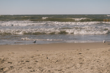 seagull stands on the shore. The sky is clear and the water is calm. the beauty of wildlife, sandy beach and birds. a walk by the sea. romantic mood, freedom and privacy. meditation.