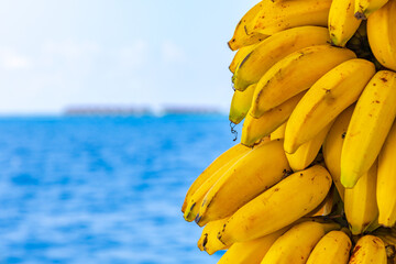 Fresh ripe yellow bananas bundle with blue ocean on background. Healthy food background. Selective focus