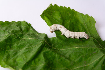 Close-up image of a white silkworm feeding on a fresh green mulberry leaf, isolated on a clean white background