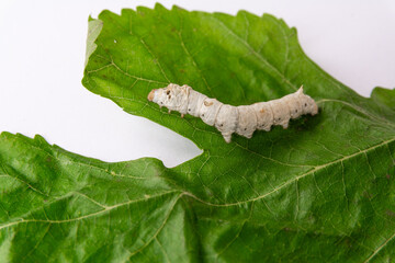 Close-up image of a white silkworm feeding on a fresh green mulberry leaf, isolated on a clean white background
