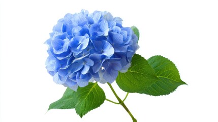 Blue hydrangea flower isolated on white background