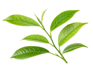 Obraz premium Fresh green tea leaves close up for tea production and herbal medicine and healthy lifestyle concept