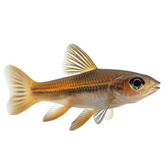 Mosquitofish isolated on transparent background.