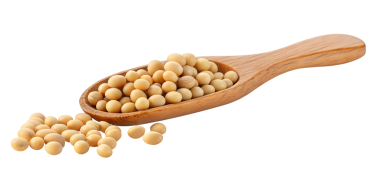 Soybeans in wooden spoon close up shot for healthy eating and organic food ingredient concept of raw beans