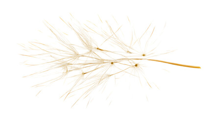 Obraz premium Dandelion seed head isolated on white background 