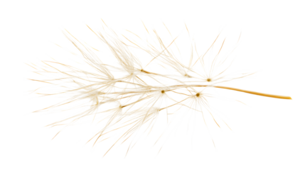 Dandelion seed head isolated on white background 