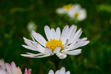 Nature scene with blooming bellis perennis, commonly known as the white daisy © Vlad Ispas
