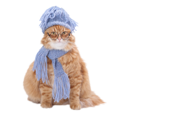 Cute ginger cat wearing knitted hat, blue scarf and glasses, isolated on transparent background (PNG). Funny winter costume for pets. Ideal for holiday, humor, or seasonal content.