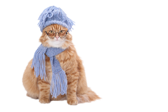 Cute ginger cat wearing knitted hat, blue scarf and glasses, isolated on transparent background (PNG). Funny winter costume for pets. Ideal for holiday, humor, or seasonal content.