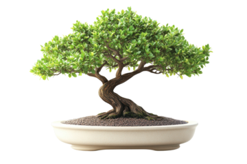 A meticulously cultivated bonsai tree representing harmony and balance a symbol of patience on transparent background