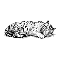Obraz premium Peaceful Sleeping Lying Tiger Side View Detailed Black and White Outline Line Art Drawing Engraving Illustration