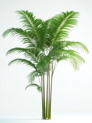 A spindly areca palm tree with thin, arching trunks and feathery fronds, on a clear background.