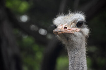 An Ostrich with a Long Neck and Ugly Face