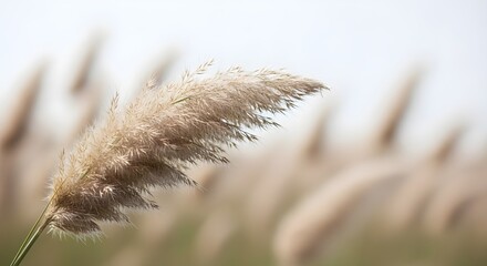 Golden Wheat Field Close Up - Ripening Ears of Wheat in Sunlight, Agriculture and Harvest Season Background