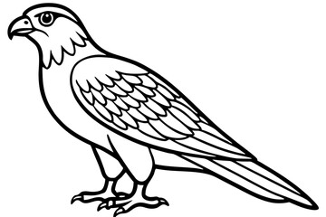 Fototapeta premium Falcon vector illustration line art and white background