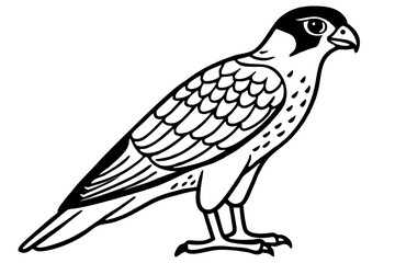 Falcon vector illustration line art and white background