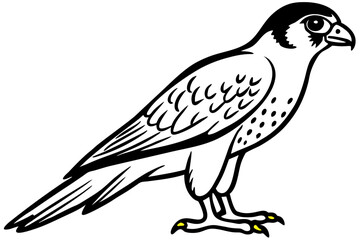 Fototapeta premium Falcon vector illustration line art and white background