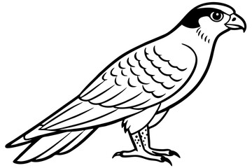 Falcon vector illustration line art and white background