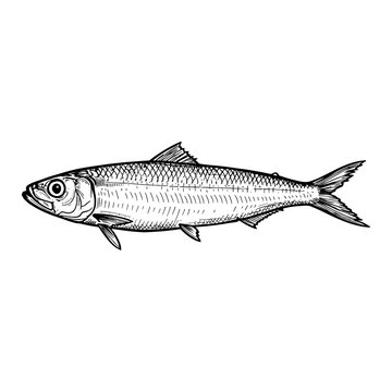 South American Pilchard Sardinops Sagax Fish Side View Black and White Outline Line Art Drawing