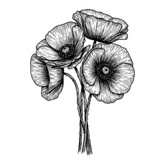 Beautiful Poppy Flowers Bouquet Black and White Outline Line Art Drawing Botanical Engraving Illustration
