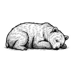 Obraz premium Adorable Sleeping Bear Cub Peacefully Resting Horizontal Side View Black and White Outline Line Art Drawing