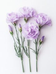 Elegant arrangement of soft purple carnations on a neutral white background showcasing floral beauty and delicate textures