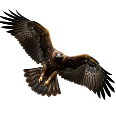 Fototapeta premium Flying Golden Eagle with Wings Spread - Majestic Bird of Prey in Flight, Isolated on Transparent Background PNG