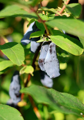 Ripe fruits of edible honeysuckle against the background of foliage