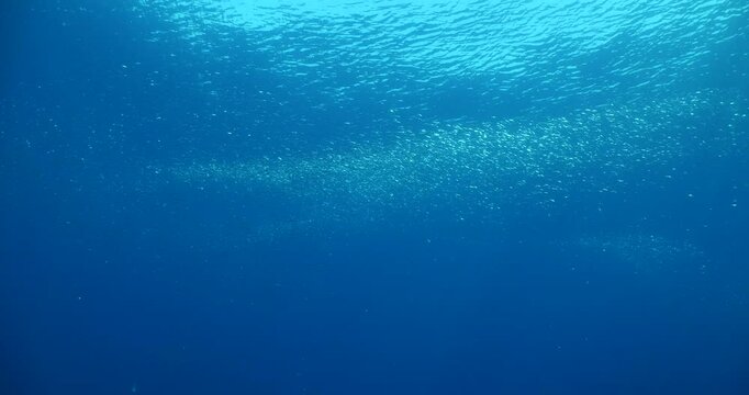 silverside school atherina moving in open blue water underwater