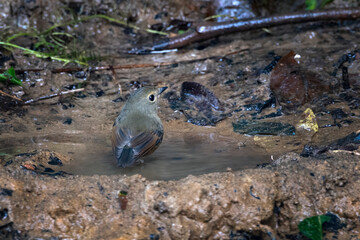 snowy-browed flycatcher or Ficedula hyperythra seen in Karimganj, Assam, India