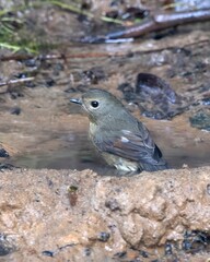 snowy-browed flycatcher or Ficedula hyperythra seen in Karimganj, Assam, India
