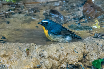 snowy-browed flycatcher or Ficedula hyperythra seen in Karimganj, Assam, India