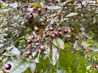 Decorative apple tree branch with clusters of unripe red fruit against a bright green grass background.