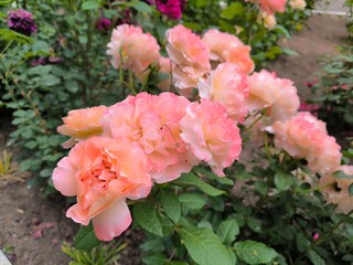 pink rose bush