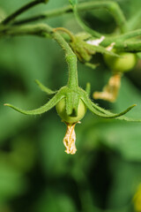 Green Tomato Growing Neatly on Vine in a Beautiful Garden Full of Life and Colors