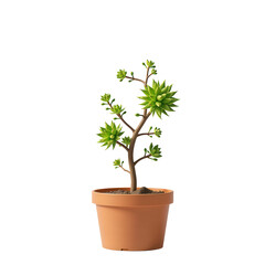 Small Green Succulent Plant in Brown Pot on White Background, Perfect for Home Decor and Gardening Enthusiasts