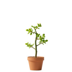 Obraz premium Lush Green Potted Plant with Vibrant Leaves in a Terracotta Pot on a Transparent Background for Creative Design
