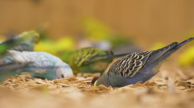 Colorful budgerigar parrots eats from ground indoors