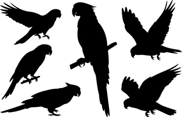 Obraz premium A set of black silhouettes of parrots in various poses, including perched, flying, and different angles.