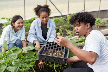 Three multiracial teenage students working in vegetable greenhouse during agricultural class...