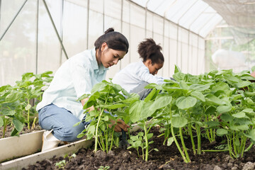 Two teenage female students from asian and african ethnicities kneeling on soil planting vegetables together during school agriculture class in greenhouse environment promoting teamwork and practice