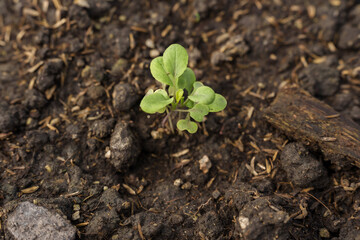 Closeup of small vegetable sprout growing in rich soil showing early development stage during agriculture class at school greenhouse emphasizing plant health, natural cultivation and farming knowledge