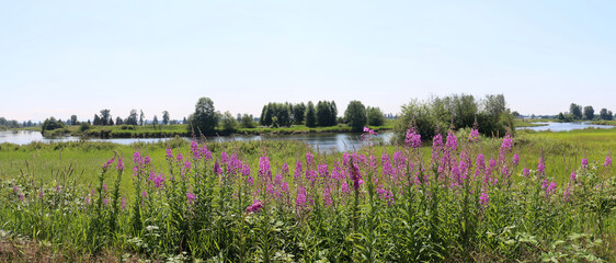 Summer scenery with wild flowers and river