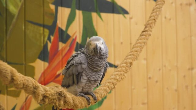 A Congo grey parrot perches on a rope, flaps its wings and looks around